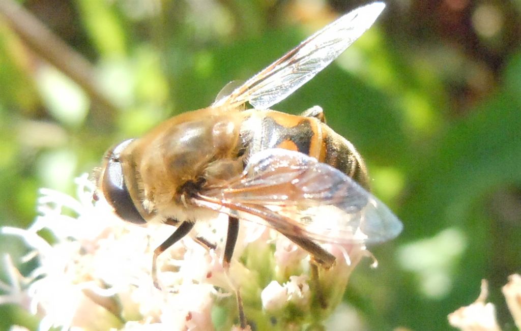 Eristalis tenax?